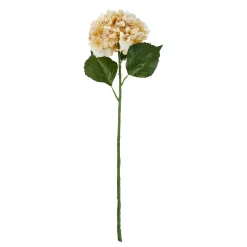Hortensie Antik, Creme, 70 Cm