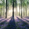 Jumboposter Enchanted Forest, Nr. 12