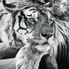 Jumboposter Tiger, Nr. 3