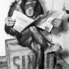 Poster Ape News, Nr. 159