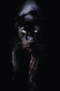 Poster Black Panther, Nr. 179