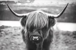 Poster Cattle, Nr. 27