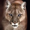 Poster Cougar, Nr. 192