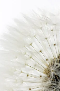 Poster Dandelion - White, Nr. 218