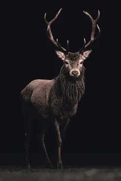 Poster Deer On Black, Nr. 160