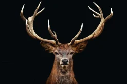 Poster Deer Portrait, Nr. 163