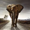 Poster Elephant King, Nr. 200