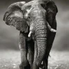 Poster Elephant Walking, Nr. 156