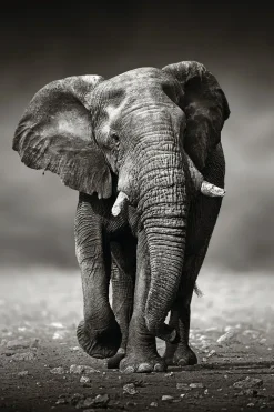 Poster Elephant Walking, Nr. 156
