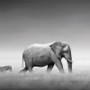 Poster Elephant Zebra, Nr. 233