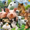 Poster Farm Animals, Nr. 114