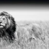 Poster Kings Of Nature - Lion, Nr. 129
