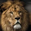 Poster Lion Design, Nr. 188