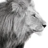 Poster Lions Profile, Nr. 100