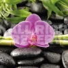 Poster Orchidee, Nr. 81