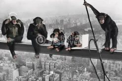 Poster The Chimp - Girder, Nr. 166