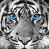 Poster Tiger Blue Eyes, Nr. 48