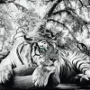 Poster Tiger Is Watching You, Nr. 137