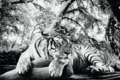 Poster Tiger Is Watching You, Nr. 137
