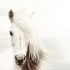 Poster White Horse, Nr. 62