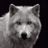Poster White Wolf - Blue Eyes, Nr. 93
