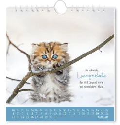 Postkarten Kalender, 2025, Auf Leisen Pfoten