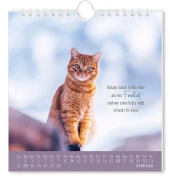Postkarten Kalender, 2025, Auf Leisen Pfoten