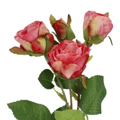 Rose Alina, 3 Blüten/dunkelrosa, 38 Cm