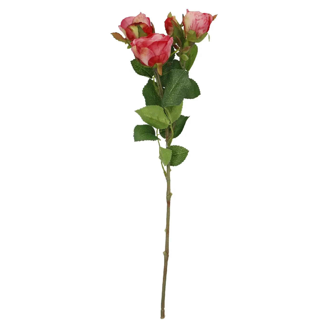 Rose Alina, 3 Blüten/dunkelrosa, 38 Cm