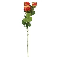 Rose Alina, 3 Blüten/orange, 38 Cm