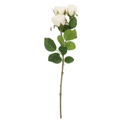 Rose Alina, 3 Blüten/weiß, 38 Cm