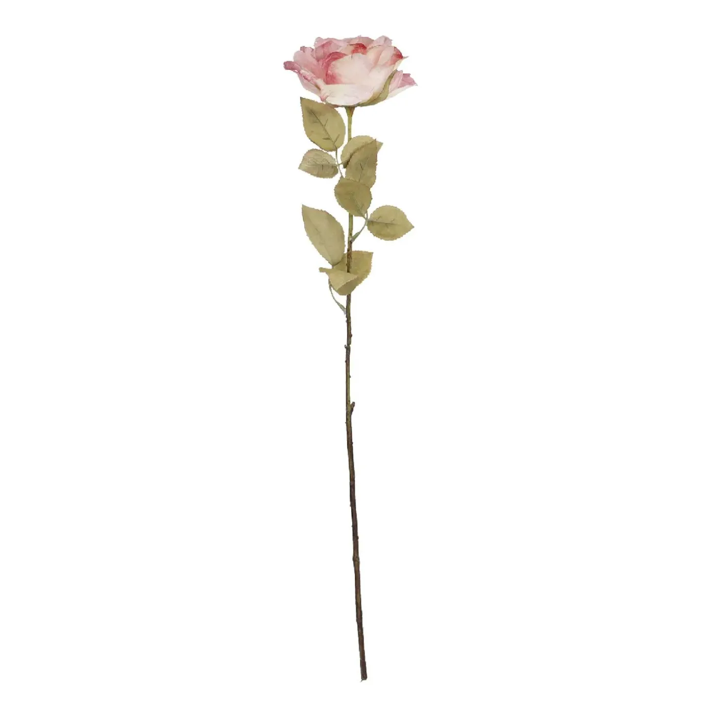 Rose Theresa, Rosa, 63 Cm