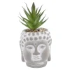 Sukkulente Buddhakopf, Grün/spitz, 15 Cm
