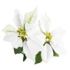Weihnachtsstern 2 Blüten/weiß, 31 Cm